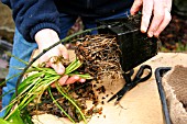 REPOTTING APONOGETON DISTACHYOS (WATER HAWTHORN)