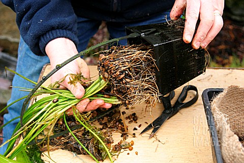 REPOTTING_APONOGETON_DISTACHYOS_WATER_HAWTHORN