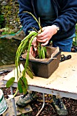 REPLANTING WATER HAWTHORN (POSITION PLANT IN POT)