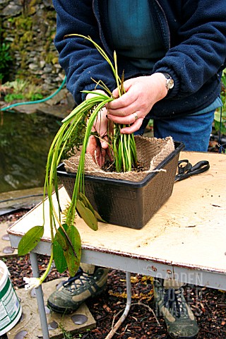 REPLANTING_WATER_HAWTHORN_POSITION_PLANT_IN_POT