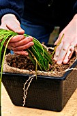 REPLANTING WATER HAWTHORN (FILL POT WITH EARTH)