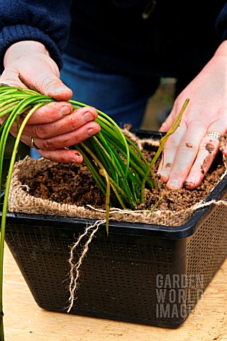 REPLANTING_WATER_HAWTHORN_FILL_POT_WITH_EARTH