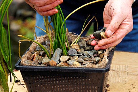 REPOTTING_APONOGETON_DISTACHYOS_WATER_HAWTHORN