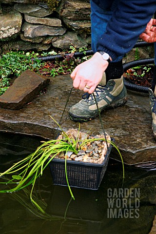 REPLANTING_WATER_HAWTHORN_REPOSITION_POT