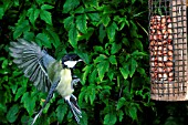 GREAT TIT (PARUS MAJOR) FLYING TO NUT FEEDER