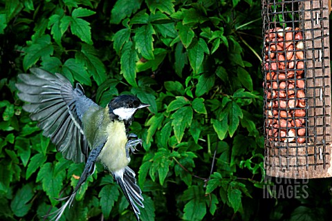GREAT_TIT_PARUS_MAJOR_FLYING_TO_NUT_FEEDER