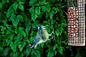 PARUS CAERULEUS (BLUE TIT), FLYING TO NUT FEEDER