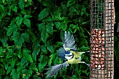 BLUE TIT (PARUS CAERULUS) FLYING TO NUT FEEDER