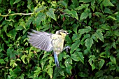 BLUE TIT (PARUS CAERULUS) IN FLIGHT