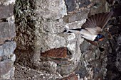 SWALLOW (HIRUNDO RUSTICA) FLYING OUT OF BARN