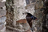 SWALLOW (HIRUNDO RUSTICA) FLYING OUT OF BARN