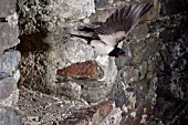 SWALLOW (HIRUNDO RUSTICA) FLYING OUT OF BARN