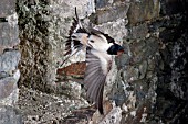 SWALLOW (HIRUNDO RUSTICA) FLYING OUT OF BARN