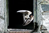 SWALLOW (HIRUNDO RUSTICA) FLYING OUT OF BARN