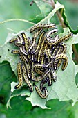 LARGE WHITE BUTTERFLY CATERPILLAR (PIERIS BRASSICAE)