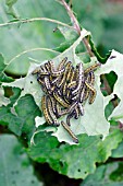 LARGE WHITE BUTTERFLY CATERPILLAR (PIERIS BRASSICAE)