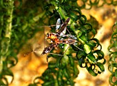 POND SKATER,  GERRIS SPP,  FEEDING ON DEAD FLY