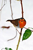 ROBIN ON BRAMBLE IN SNOW