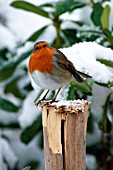 ROBIN ON STUMP IN SNOW