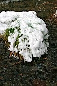 GRASS COVERED WITH SNOW