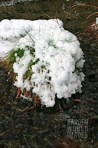 GRASS_COVERED_WITH_SNOW