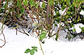 TITS IN HEDGEROW IN SNOW