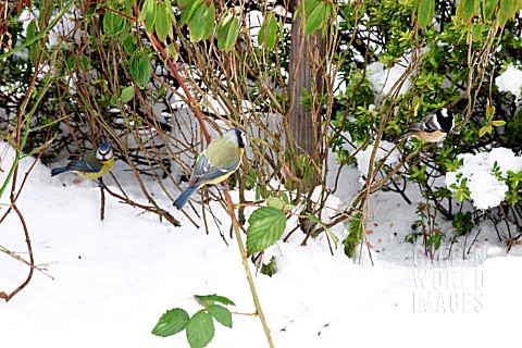 TITS_IN_HEDGEROW_IN_SNOW