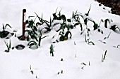 LEEKS GROWING IN SNOW