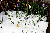 CROCUS IN SNOW