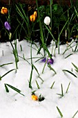 CROCUS THROUGH SNOW