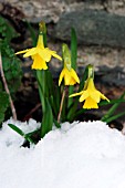 NARCISSUS TETE A TETE IN SNOW