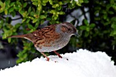 HEDGE SPARROW IN SNOW