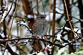 HEDGE SPARROW IN SNOW