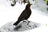 BLACKBIRD (FEMALE) ON BIRDBATH