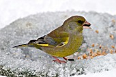 GREENFINCH (MALE) EATING SEEDS ON BIRDBATH