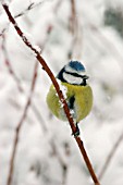 BLUE TIT ON BRANCH IN SNOW