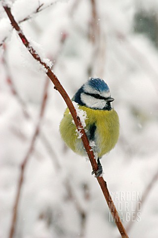 BLUE_TIT_ON_BRANCH_IN_SNOW