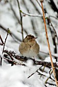 CHAFFINCH ON BRANCH IN SNOW