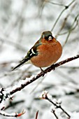 CHAFFINCH (MALE) ON BRANCH IN SNOW