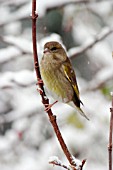 GREENFINCH (FEMALE) ON BRANCH IN SNOW