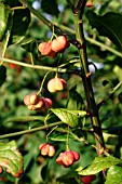 EUONYMUS EUROPAEUS BERRIES (SPINDLE TREE)