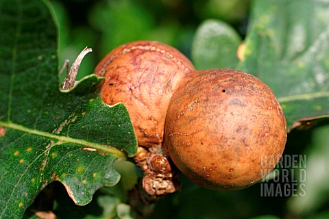 MARBLE_GALL_CAUSED_BY_WASP_ANDRICUS_KOLLARI