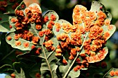 SPANGLE GALLS ON UNDERSIDE OF OAK LEAVES