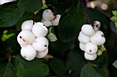 SYMPHORICARPOS ALBUS LAEVIGATUS