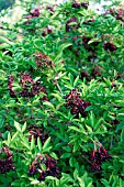 SAMBUCUS NIGRA, (ELDERBERRY)