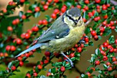 BLUE TIT (PARUS CAERULUS) ON COTONEASTER