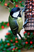 GREAT TIT (PARUS MAJOR) ON NUT FEEDER