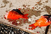 GOLDFISH PARTIALLY EATEN BY MINK