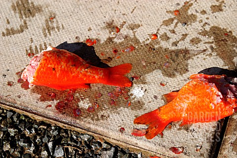 GOLDFISH_PARTIALLY_EATEN_BY_MINK