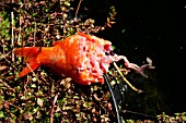 GOLDFISH PARTIALLY EATEN BY MINK